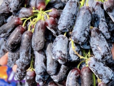 Nho ngón Úc Mỹ